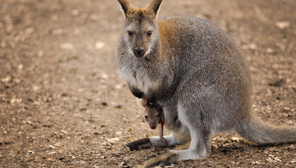 В Австралии кенгуру запретили ходить в любимый бар - РИА Новости ...