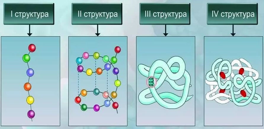биологические функции белков (главный ключ)