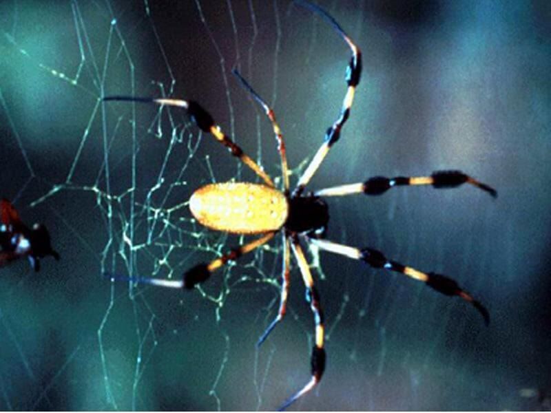 Паук-золотопряд (Nephila sp.) фото обои паук членистоногие, паук ...