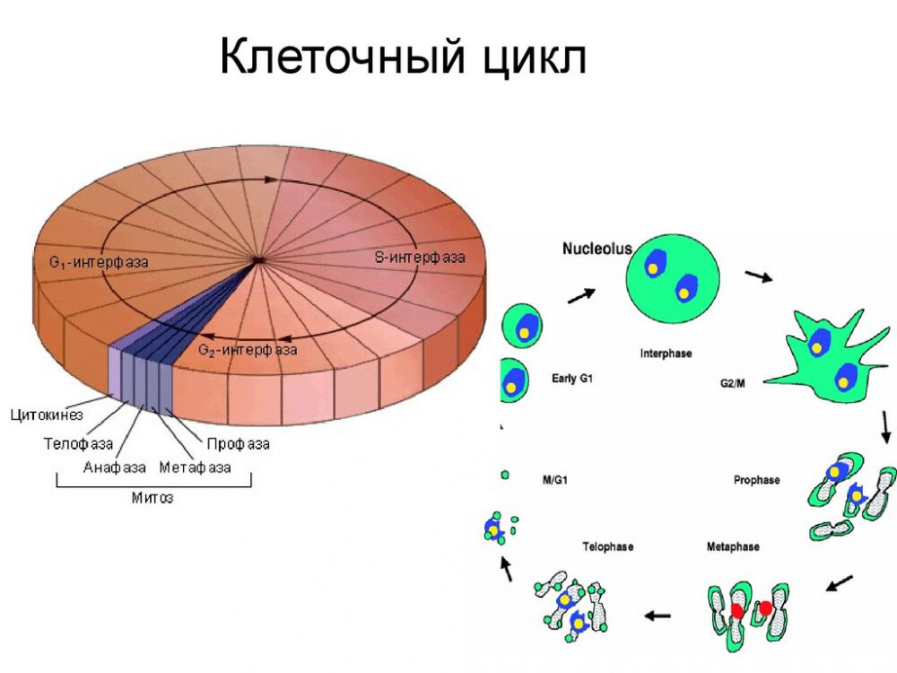 функции клеточной мембраны (главный ключ)