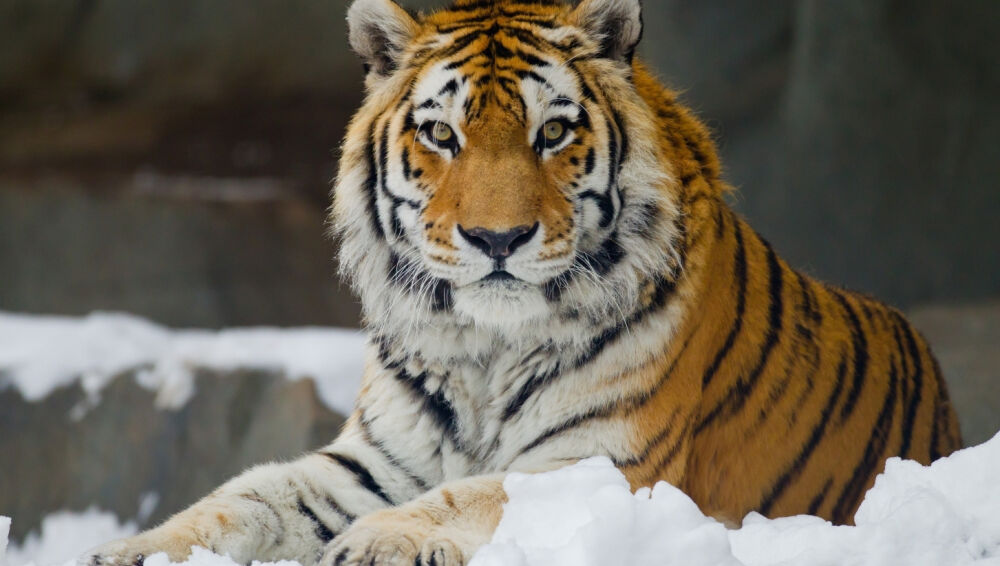 Амурский тигр (уссурийский тигр). Описание животного
