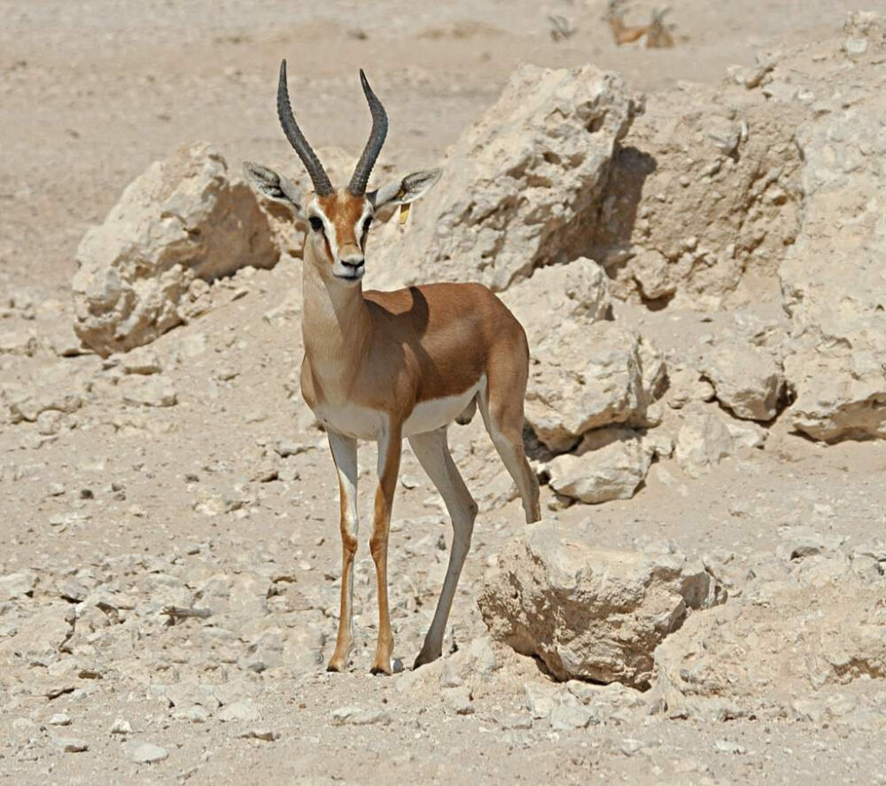 Газель-доркас – животное, наиболее приспособленное к жизни в пустыне