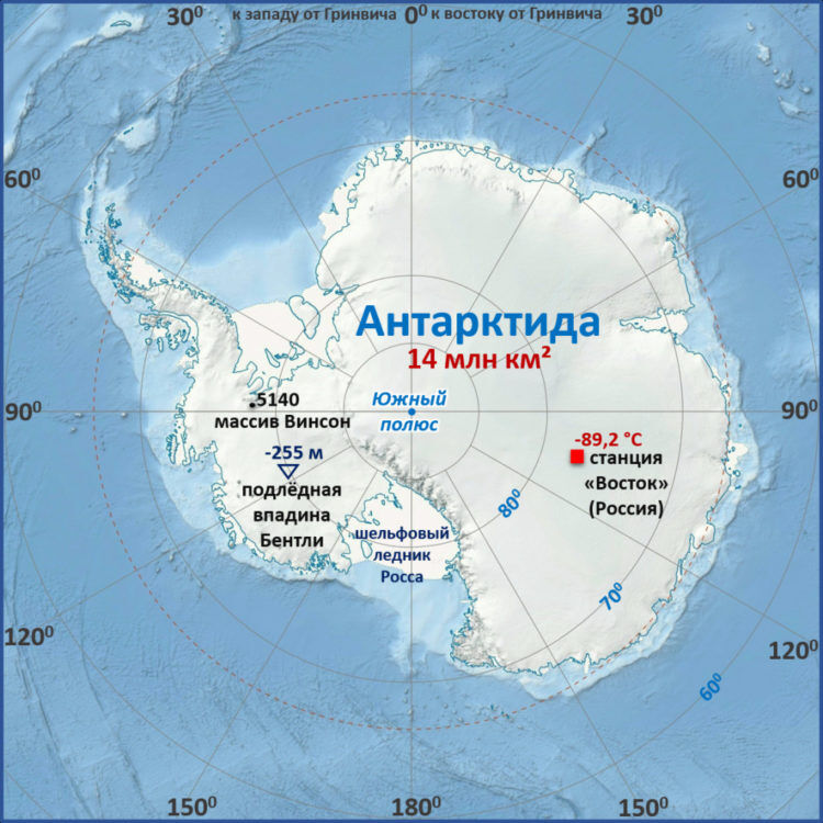 Лайра антарктика сиборн ширан фото