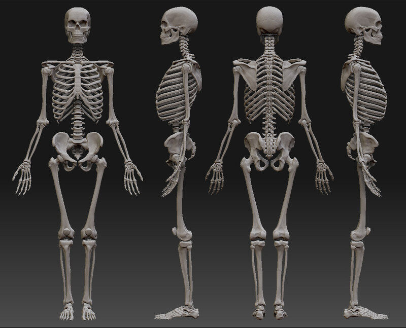 9 интересных фактов о человеческом скелете | Журнал Популярная Механика