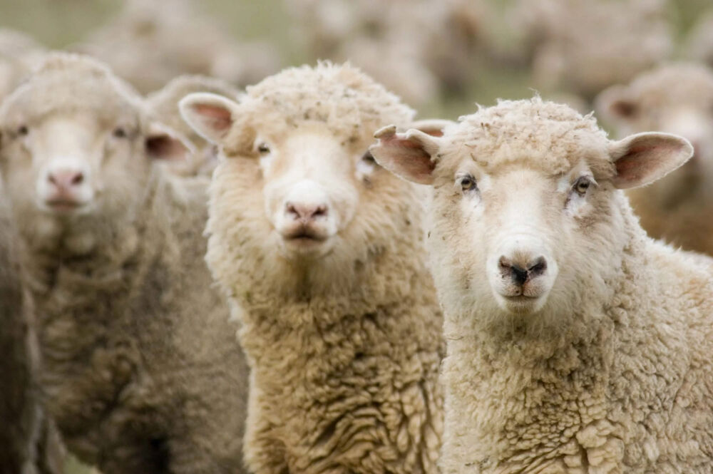 Овцеводство в России: породы, численность, продуктивность