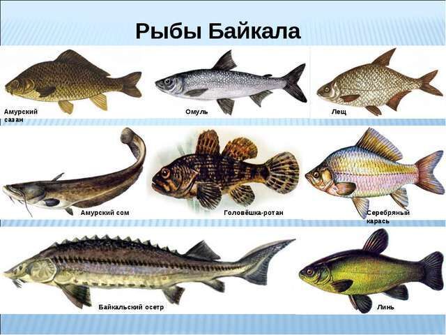 Какая рыба водится в Байкале (фото с названиями)?