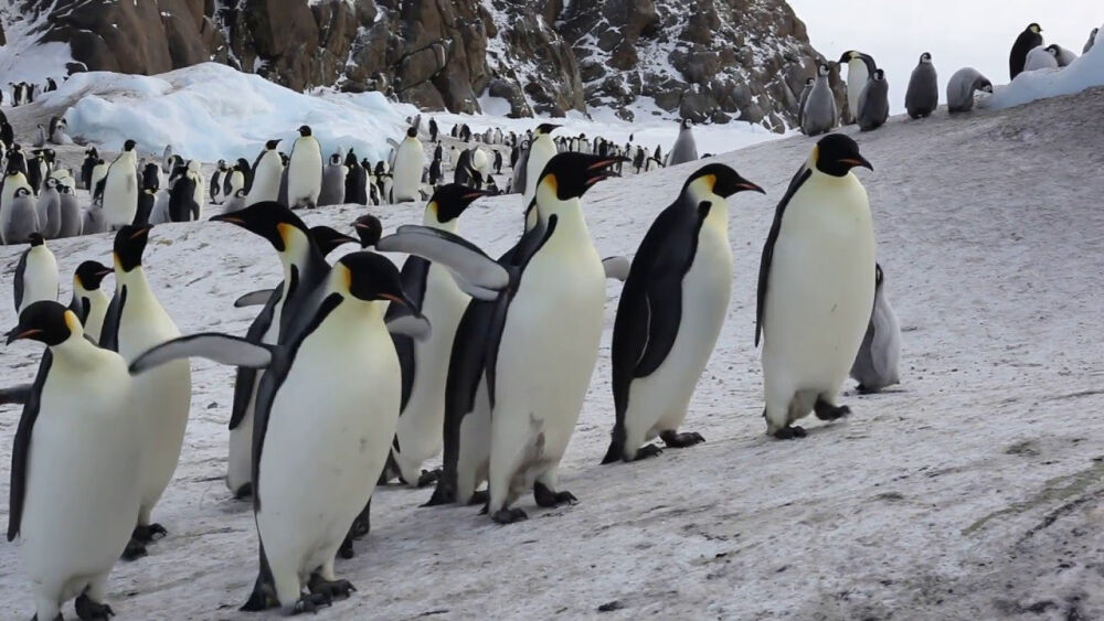 Пингвины в Антарктиде - YouTube