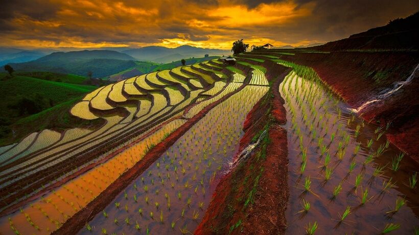 Потрясающие террасовые поля народа ифугао: место, где рис дороже золота