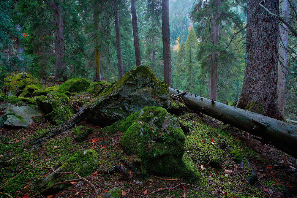 субтропические леса россии