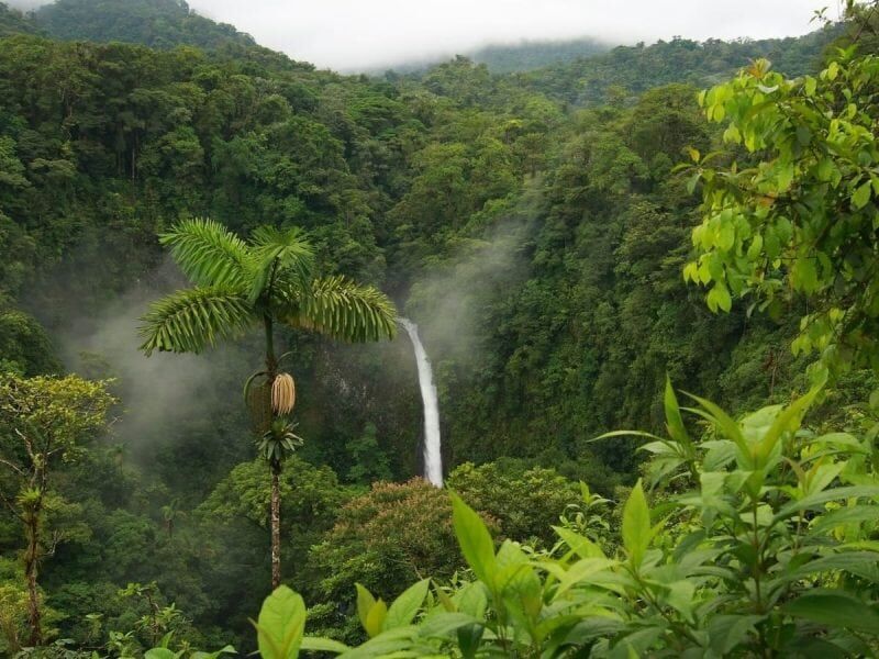 Что такое тропические леса? Их животные и растения