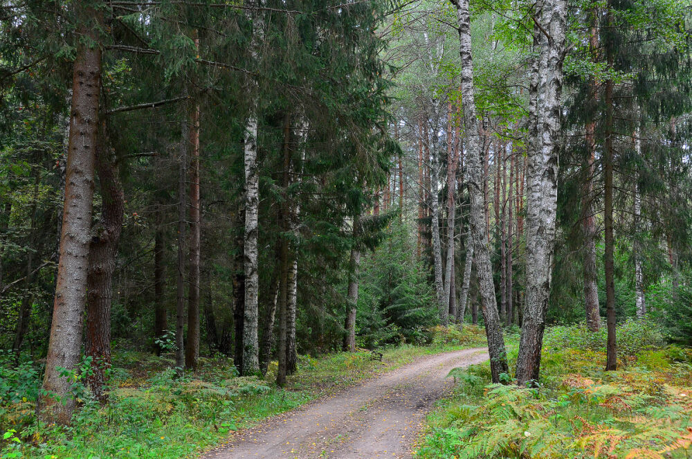 Смешанный лес :: Miola – Социальная сеть ФотоКто