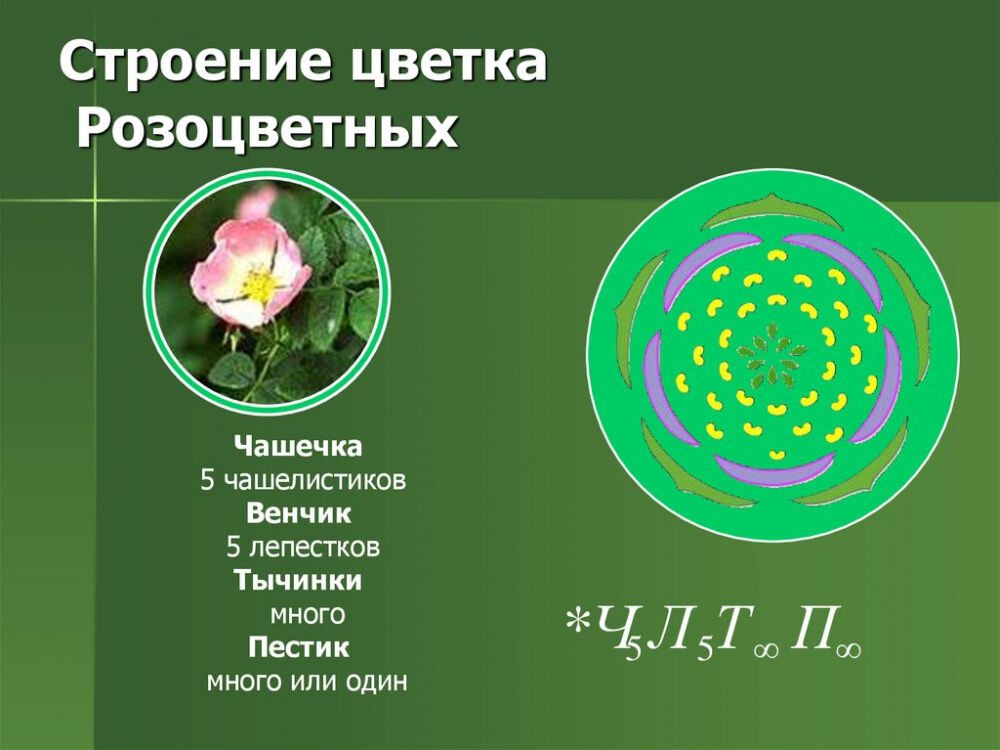 растения семейства розоцветных (главный ключ)