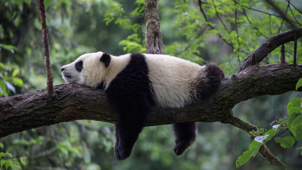 Спит ли панда? - Телеканал О!