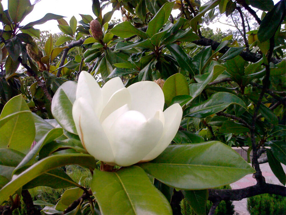 Магнолия крупноцветковая (Magnolia grandiflora) — Никитский ...