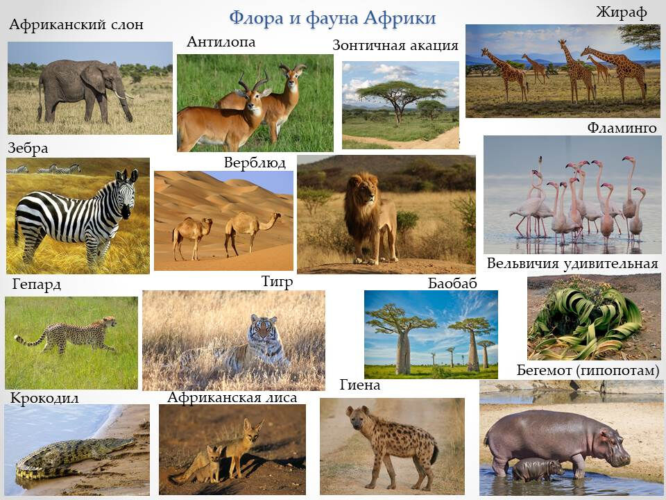 Какие в редколесьях животные. Животный мир саванн и редколесий Евразии. Саванны редколесья и кустарники животный мир. Саванны и редколесья Африки животные. Какие животные и растения живут в саванне.