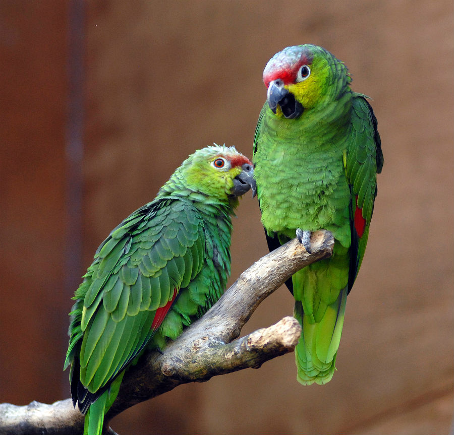 Попугай амазон: фото, содержание и размножение в неволе, виды ...