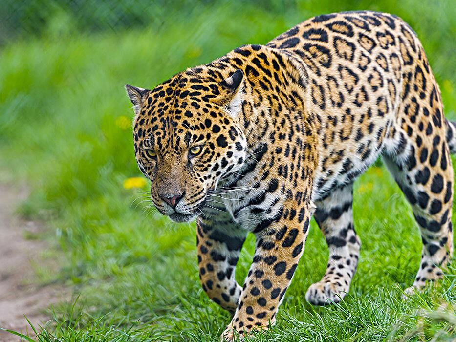 Животное ягуар фото, описание, питание, размножение