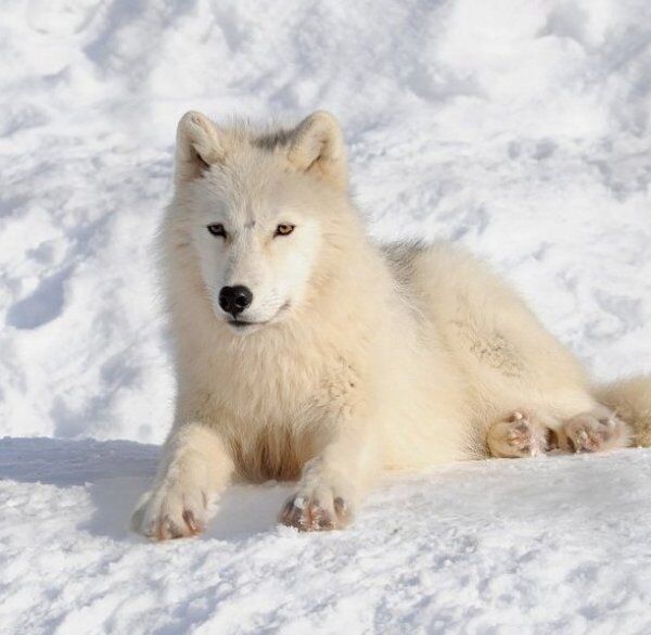 Белый полярный волк: интересные факты, описание жизни с фото и видео ...