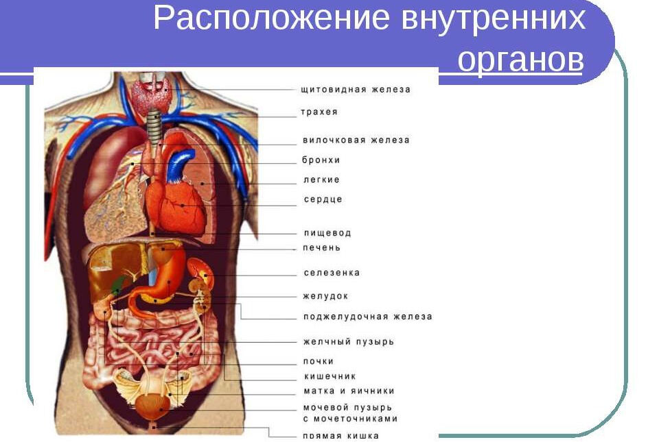 Анатомия человека — строение и расположение внутренних органов ...