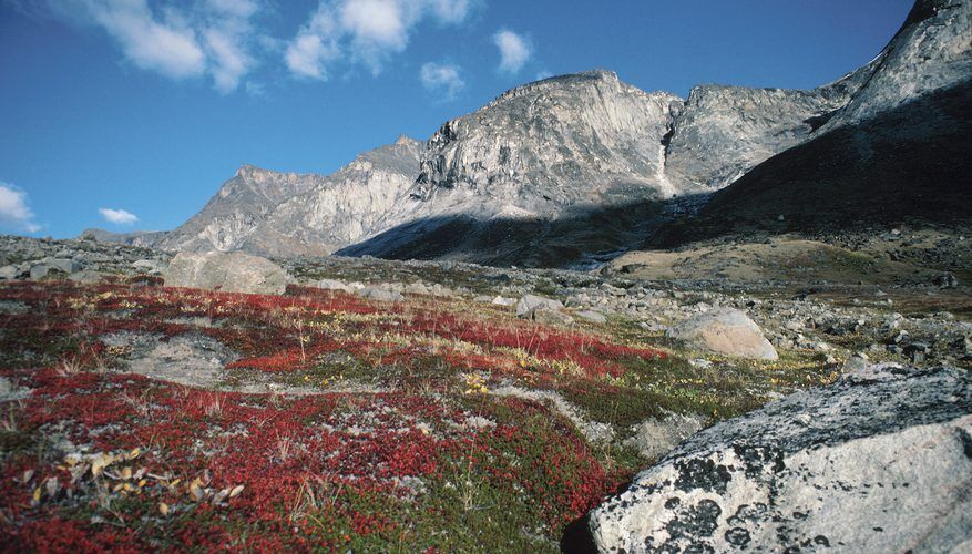 The Biotic Factors for Alpine Tundra | Sciencing