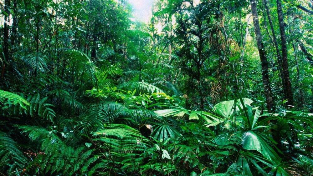 Тропический лес: флора и фауна - Научно-популярный журнал: «Как и ...