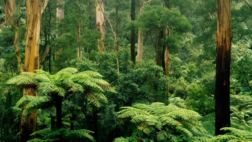 животные влажных экваториальных лесов