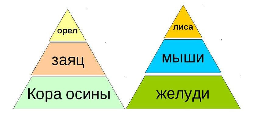 Постройте пирамиду чисел пищевой цепи. Правило пирамиды. Пирамида чисел биология. Свободная пирамида правила. Невидимая сеть и Невидимая пирамида.