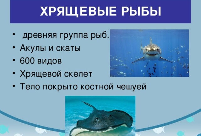 Презентация урока по биологии на тему Класс Хрящевые и Костные рыбы . 