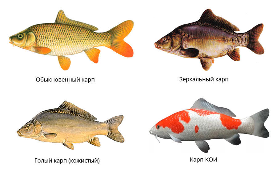 Карп: описание рыбы, среда обитания, виды карпов, чем питается