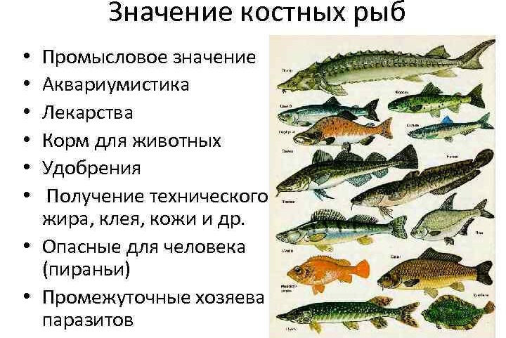 Ответы@Mail.Ru: значение хрящевых рыб? и костных рыб?