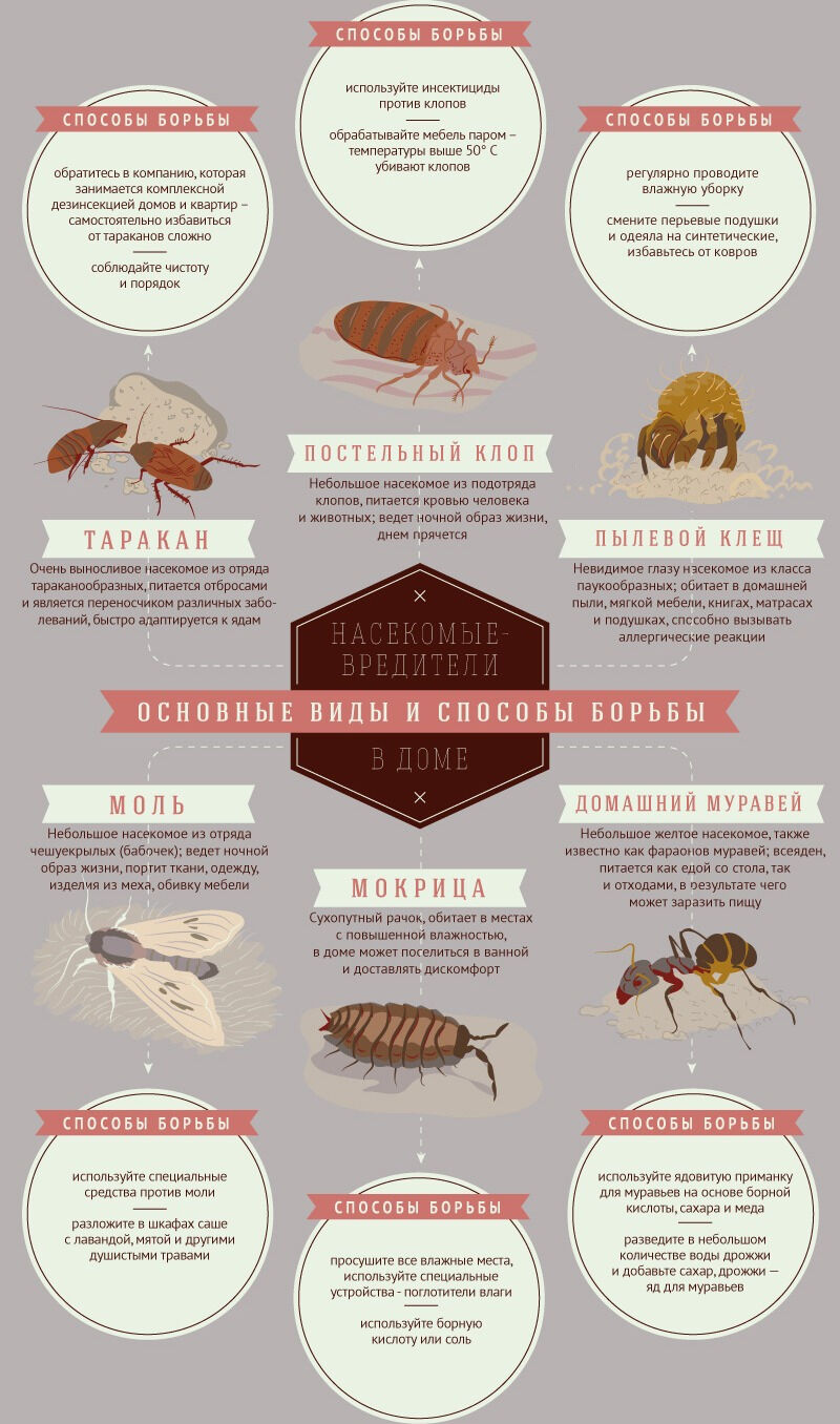 выделительная система насекомых