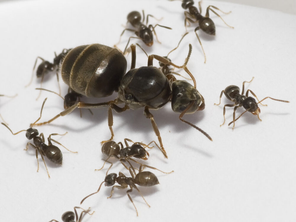 Муравьи для новичка - начните наблюдать за муравьями уже сегодня ...