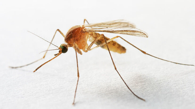 Группа писка: как комары распространяют микропластик по планете — РТ ...