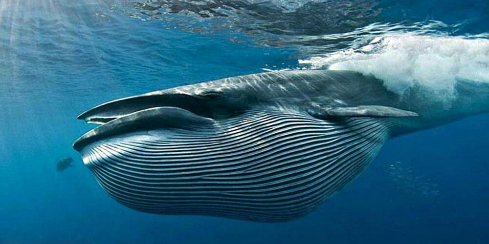 Животное синий кит - самое большое животное в мире