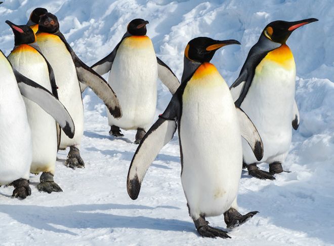 Думаете, что пингвины милые и ласковые? Ошибаетесь - BBC News ...