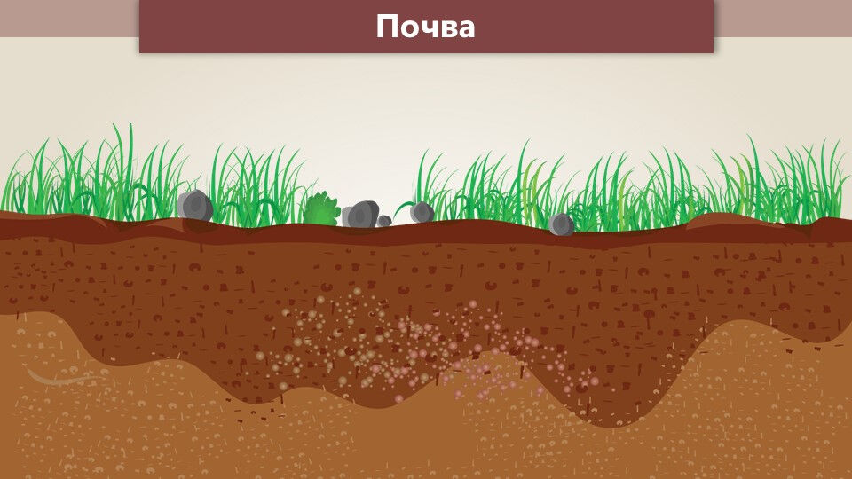 основные типы почв россии