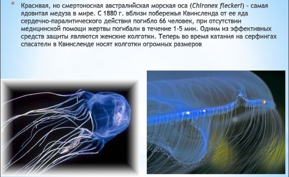 Интересные факты о медузах и моллюсках - презентация онлайн