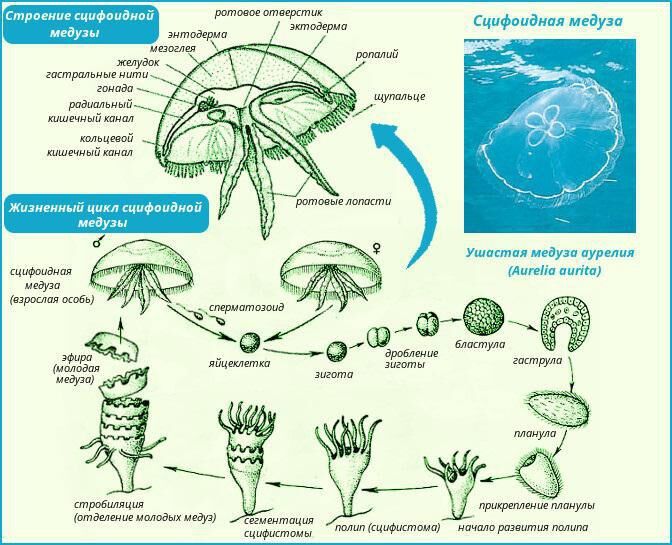 Строение медузы. Строение сцифоидной медузы