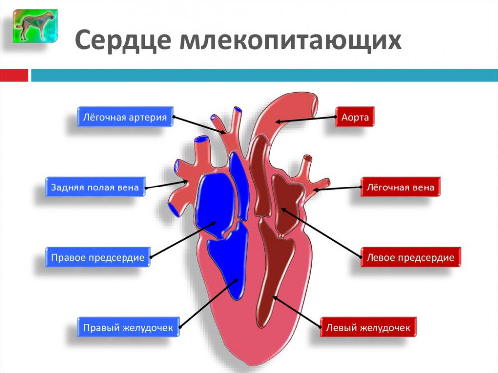 Транспорт веществ. Типы кровеносных систем - online presentation