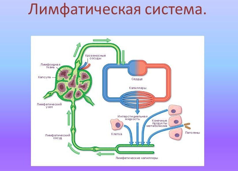 Презентация на тему: Лимфатическая система.. Лимфатическая система ...