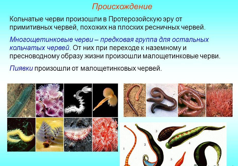 Презентация на тему: Тема: Тип Кольчатые черви (Annelida) Задачи ...