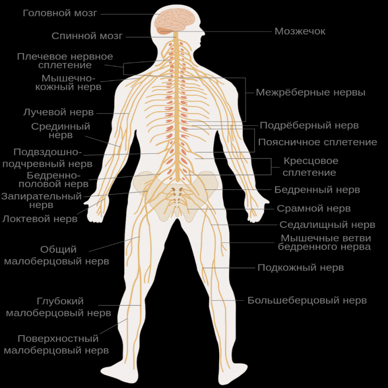 Нервная система — Википедия