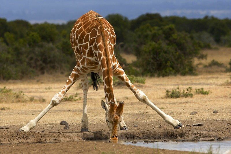 Жираф (лат. Giraffa camelopardalis), фотографии жирафов