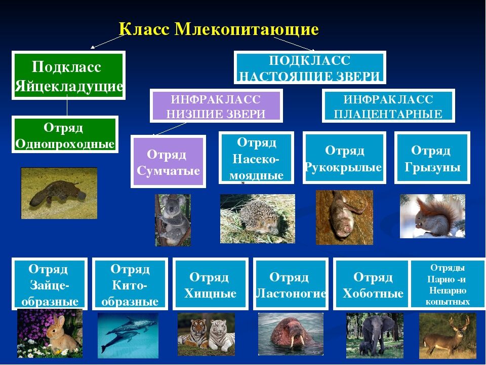 Какие виды обитают. Классификация плацентарных млекопитающих. Какие отряды относятся к классу млекопитающие. Класс млекопитающие систематика класса. Отряды плацентарных млекопитающих таблица.
