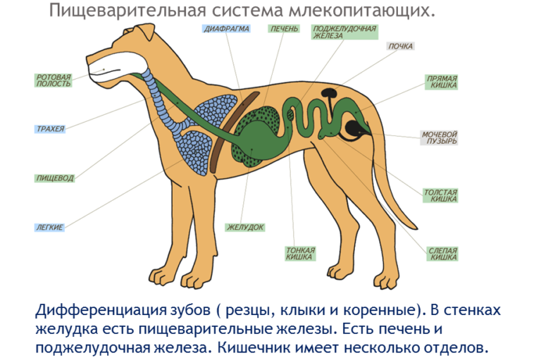 Охарактеризуйте общие признаки внешнего строения млекопитающих используя рисунки 184 и 185