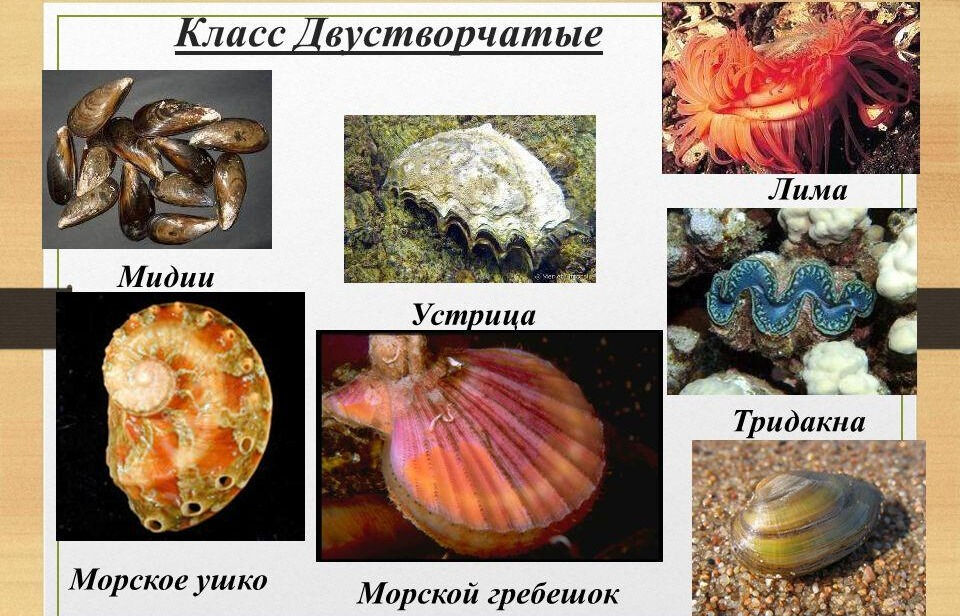 Презентация на тему: Тип Моллюски. КЛАССИФИКАЦИЯ МОЛЛЮСКОВ . 