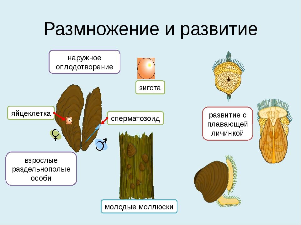 Презентация к уроку Тип Моллюски