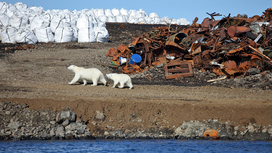 Экологические проблемы Арктики