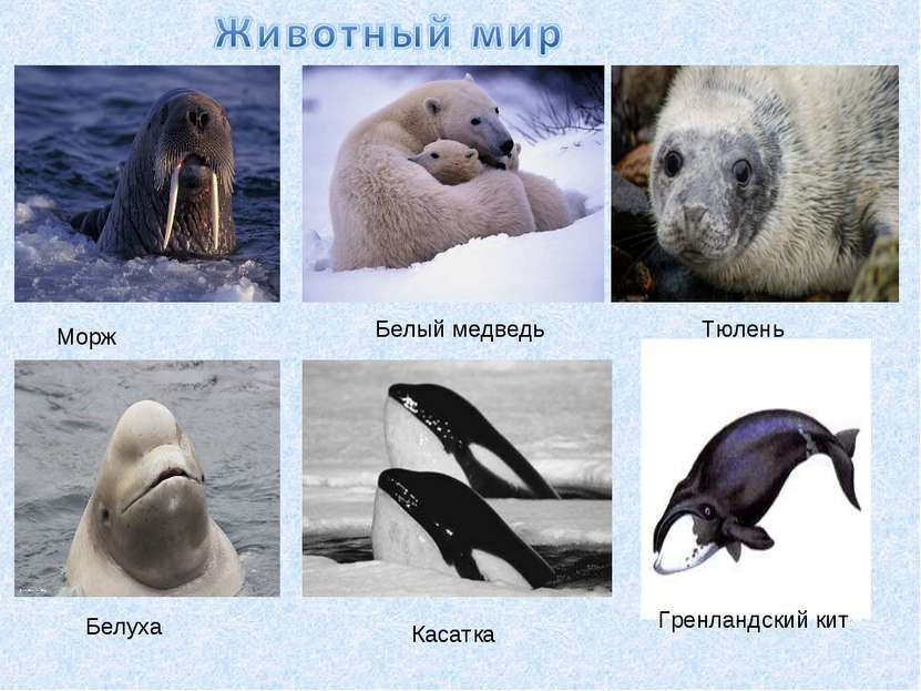 моря россии