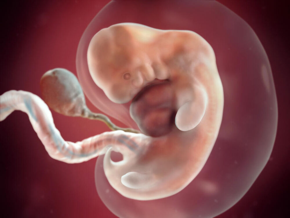 Эмбрион человека — развитие по дням и неделям, фото, зарождение ...